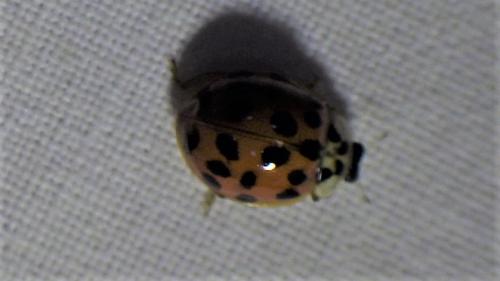 Harmonia axyridis